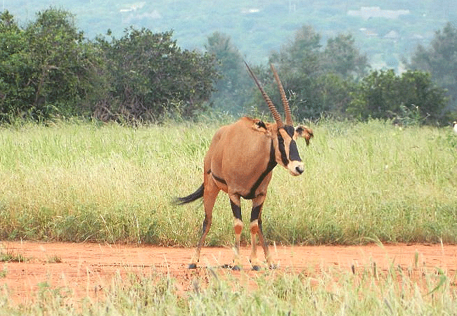 Ngutuni Safari Lodge Tsavo East National Park