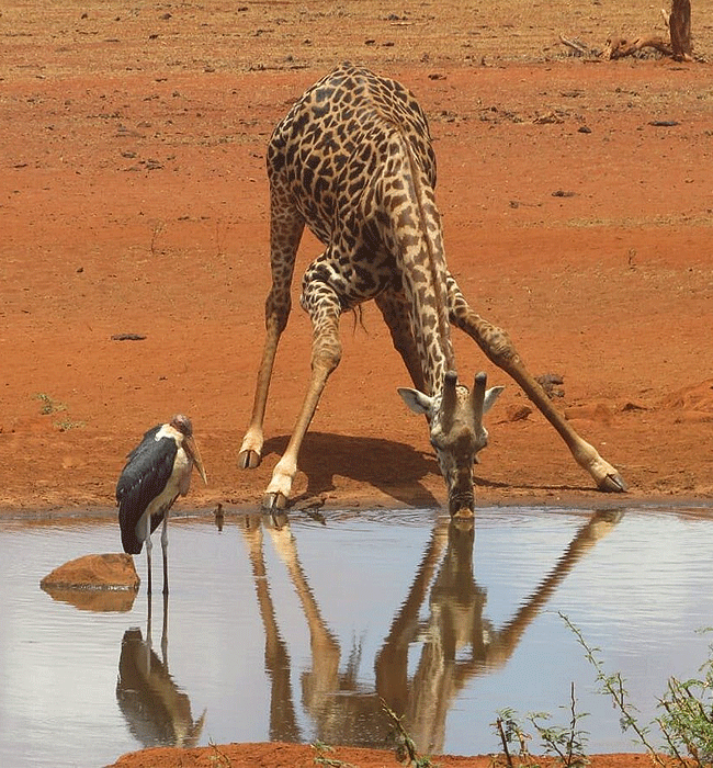 Ngutuni Safari Lodge Tsavo East National Park