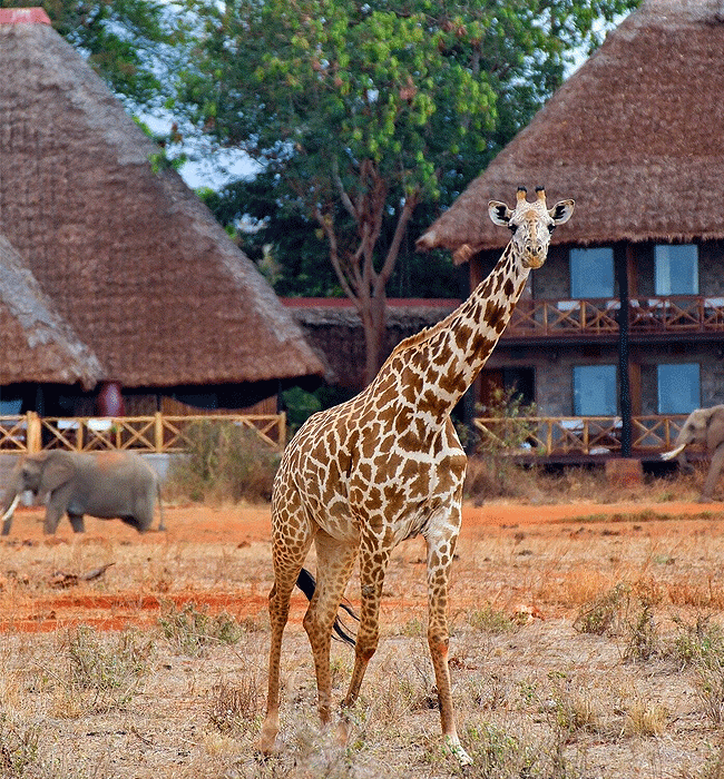 Ngutuni Safari Lodge Tsavo East National Park