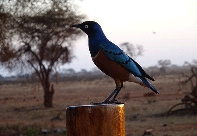 Ngutuni Safari Lodge Tsavo East National Park