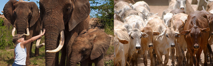 Kenya Wildlife Conservancies