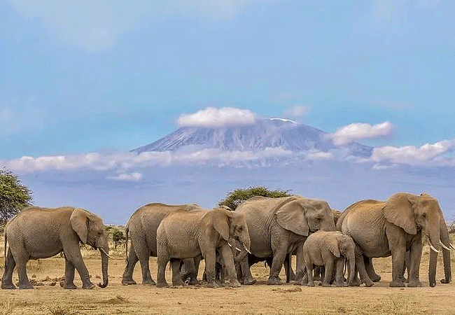 Ol Tukai Lodge Amboseli National Park