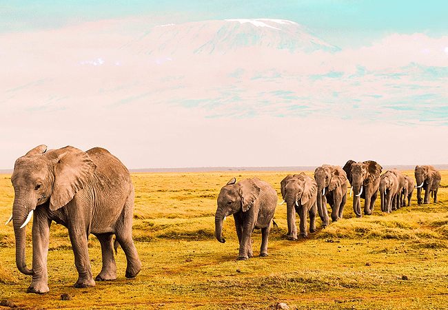 Ol Tukai Lodge Amboseli National Park