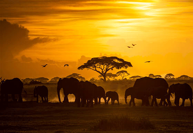 Ol Tukai Lodge Amboseli National Park