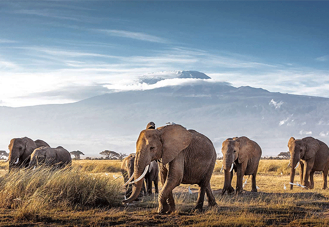 Ol Tukai Lodge Amboseli National Park