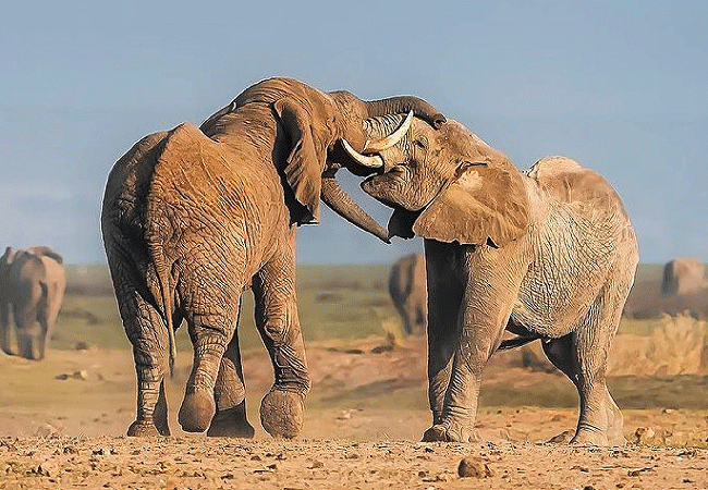 Ol Tukai Lodge Amboseli National Park