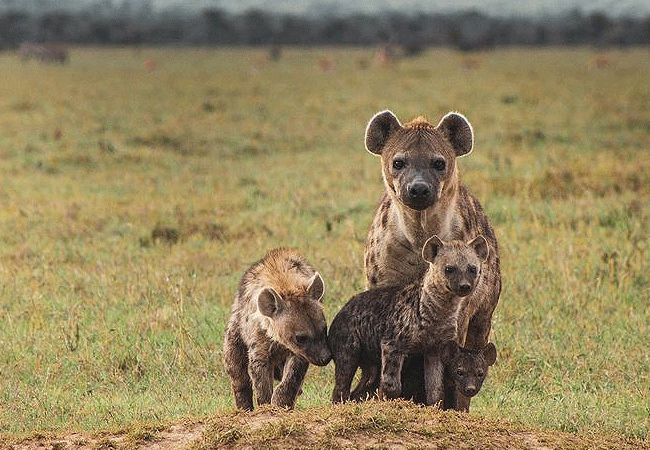 Ol Tukai Lodge Amboseli