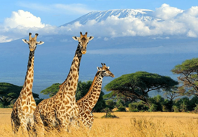 Ol Tukai Lodge Amboseli National Park