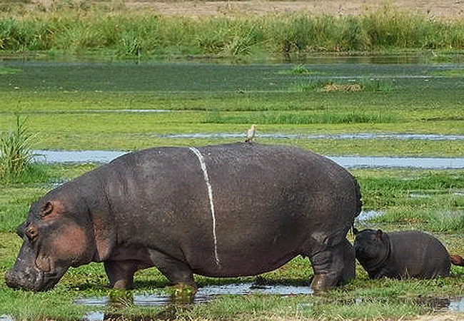 Ol Tukai Lodge Amboseli National Park