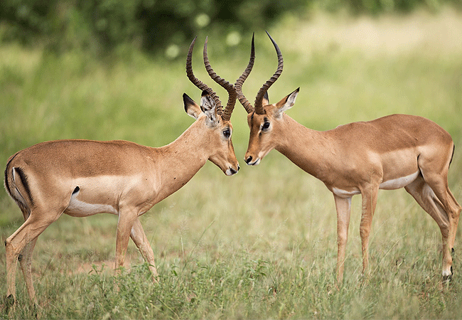 Ol Tukai Lodge Amboseli National Park