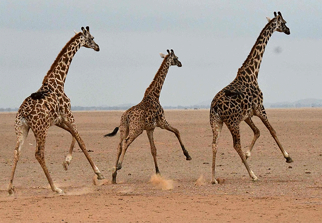 Ol Tukai Lodge Amboseli National Park