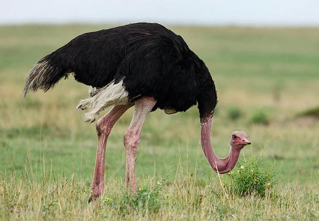 Ol Tukai Lodge Amboseli National Park