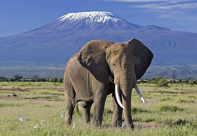 Ol Tukai Lodge Amboseli National Park