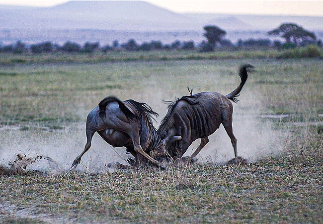 Ol Tukai Lodge Amboseli National Park