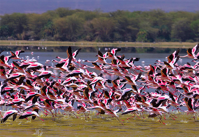 Porini Amboseli Camp | Selenkey Conservancy