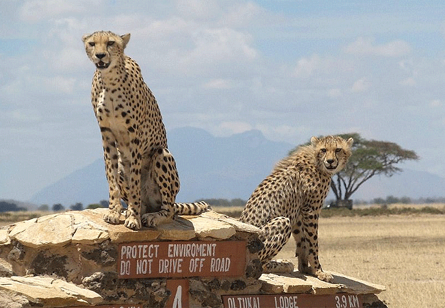 Porini Amboseli Camp | Selenkey Conservancy