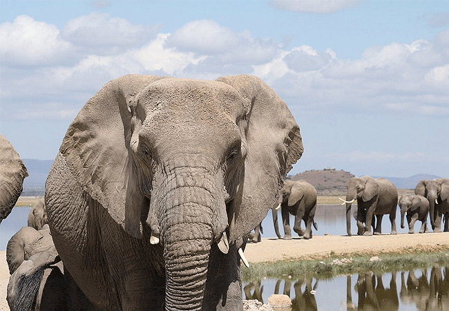 Porini Amboseli Camp | Selenkey Conservancy