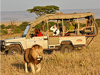 3 Days 2 Nights Kenya Fly-in Safari Porini Rhino Camp Ol Pejeta Conservancy from Nairobi