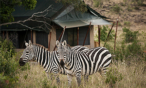  8 Days 7 Nights Kenya Fly-in Safari to Borana Conservancy & Masai Mara From Nairobi 