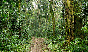 Kakamega Forest Reserve (Kenya Forest Service)