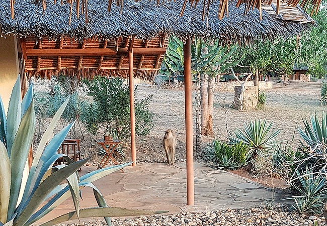 rock-side-camp-voi-tsavo-east-national-park-verandah Rock Side Camp Voi