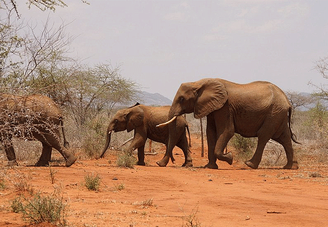 Sagala Lodge Tsavo East National Park