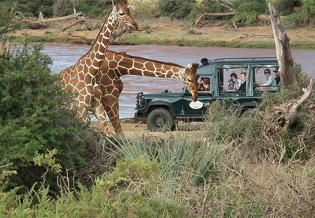samburu-intrepids-tented-camp-early-morning-or-afternoon-game-drives-are-done-samburu-national-reserve Samburu Intrepids Tented Camp