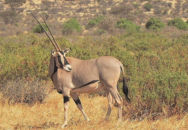 samburu-intrepids-tented-camp-is-home-to-the-samburu-famous-special-five-the-rare-reticulated-giraffe-long-necked-genernuk-antelope-somali-ostrich-grevys-zebra-and-majestic-beisaoryx Samburu Intrepids Tented Camp