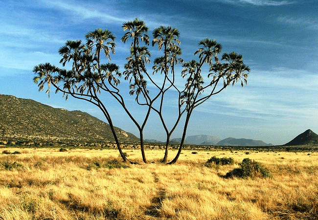samburu-intrepids-tented-camp-is-located-on-the-banks-of-the-ewaso-nyiro-river-samburu-offers-fully-furnished-thatched-roof-tents-outdoor-pool-and-guided-safari-drives-are-offered-twice-a-day. Samburu Intrepids Tented Camp