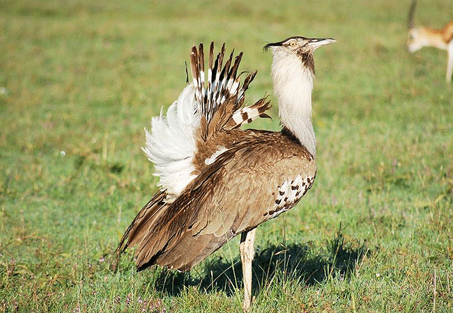 samburu-intrepids-tented-camp-kori-bustard-bird Samburu Intrepids Tented Camp