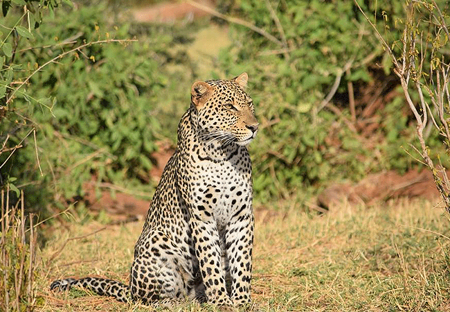 samburu-intrepids-tented-camp-leopard Samburu Intrepids Tented Camp