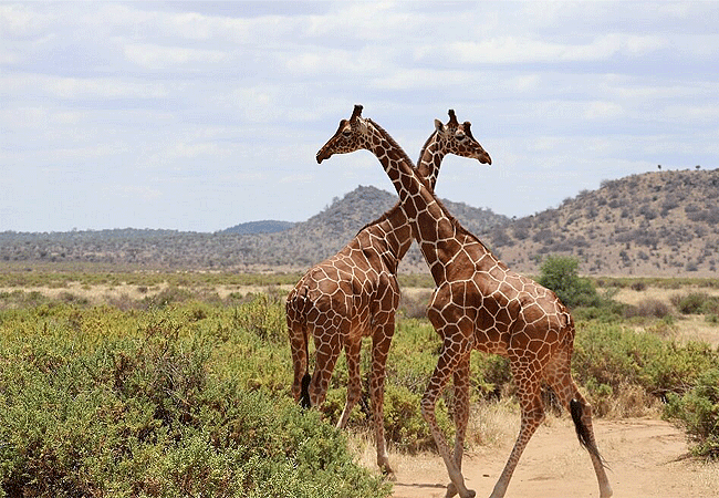samburu-intrepids-tented-camp-offers-game-drives-that-take-guests-into-the-reserve-ensuring-close-encounters-with-the-wildlife-including-the-reticulated-giraffe Samburu Intrepids Tented Camp