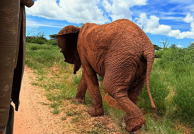 samburu-intrepids -tented-camp-offers-guided-game-drives-twice-daily-in-open-top-4x4-safari-jeeps-with-early morning-6-9-am-and-late-afternoon-330-pm-630-pm Samburu Intrepids Tented Camp