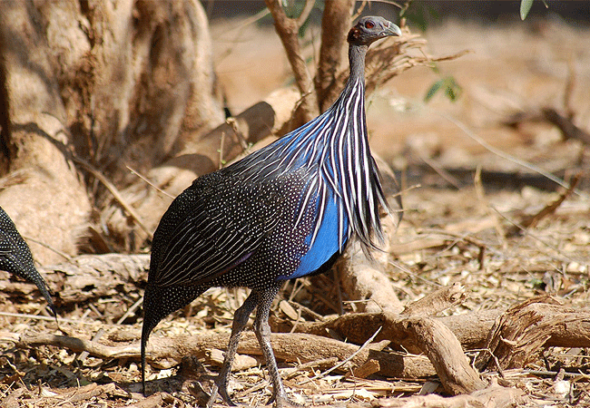samburu-intrepids-tented-camp-vulturine-guinea-fowl Samburu Intrepids Tented Camp