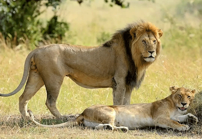 sarova-lion-hill-lodge-flying-safari-3-days-2-nights Sarova Lion Hill Lodge Flying Safari 3 Days 2 Nights