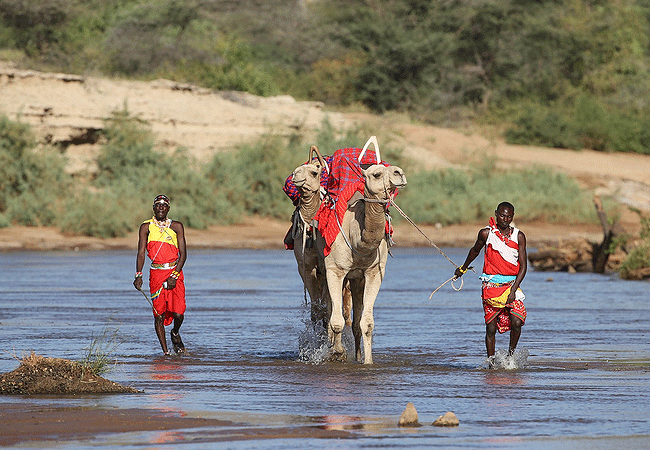 sarova-shaba-game-lodge-samburu-camel-safari-excursions-led-by-samburu-morans Sarova Shaba Game Lodge Samburu National Reserve & Shaba Game Reserve