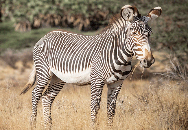 sarova-shaba-game-lodge-samburu-special-five-includes-reticulated-giraffe-grevys-zebra-gerenuk-somali-ostrich-and-beisa-oryx Sarova Shaba Game Lodge Samburu National Reserve & Shaba Game Reserve