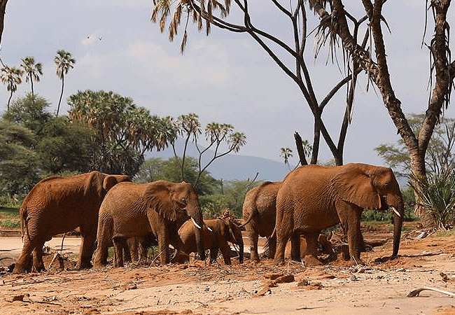 Saruni Samburu Lodge Samburu Kalama Conservancy
