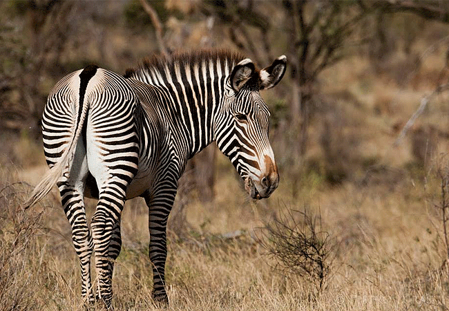 Saruni Samburu Lodge Kalama Conservancy