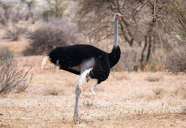 Saruni Samburu Lodge Kalama Conservancy