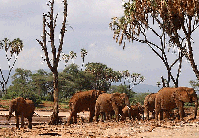 Saruni Samburu Lodge Kalama Conservancy