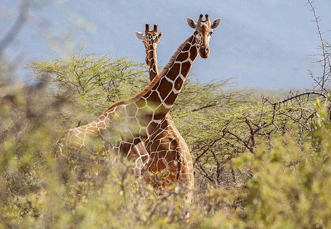 Saruni Samburu Lodge Kalama Conservancy