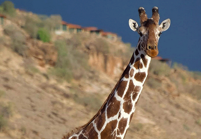 Saruni Samburu Lodge Samburu Kalama Conservancy