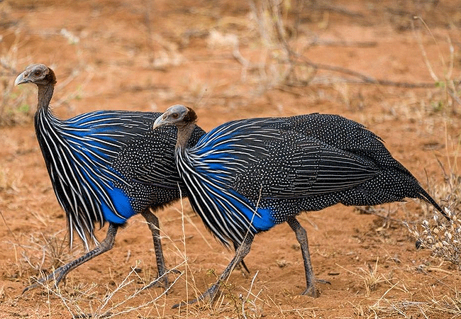 Saruni Samburu Lodge Kalama Conservancy