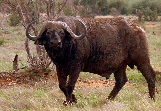 satao-safari-camp -tsavo-east-national-park-african-buffalo Satao Safari Camp Tsavo East National Park