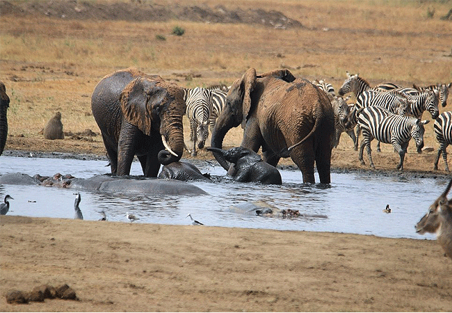 satao-safari-camp -tsavo-east-national-park-has-a-water-hole-where-one-can-watched-elephants-hippos- zebras-giraffes-waterbuck-and-many-more-animals-come-and-go Satao Safari Camp Tsavo East National Park