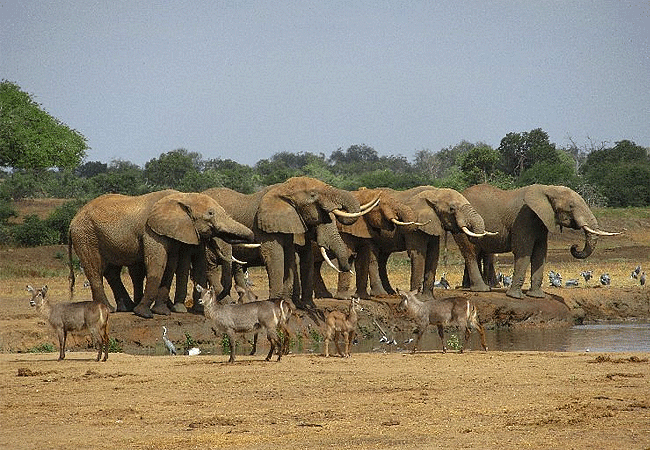 satao-safari-camp -tsavo-east-national-park-has-water-hole Satao Safari Camp Tsavo East National Park