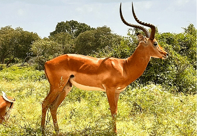 satao-safari-camp -tsavo-east-national-park-impala-antelope Satao Safari Camp Tsavo East National Park