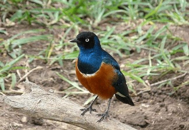 satao-safari-camp-tsavo-east-national-park-superb-starling-bird Satao Safari Camp Tsavo East National Park