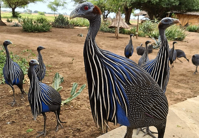 satao-safari-camp -tsavo-east-national-park-vulturine-guinea-fowl Satao Safari Camp Tsavo East National Park